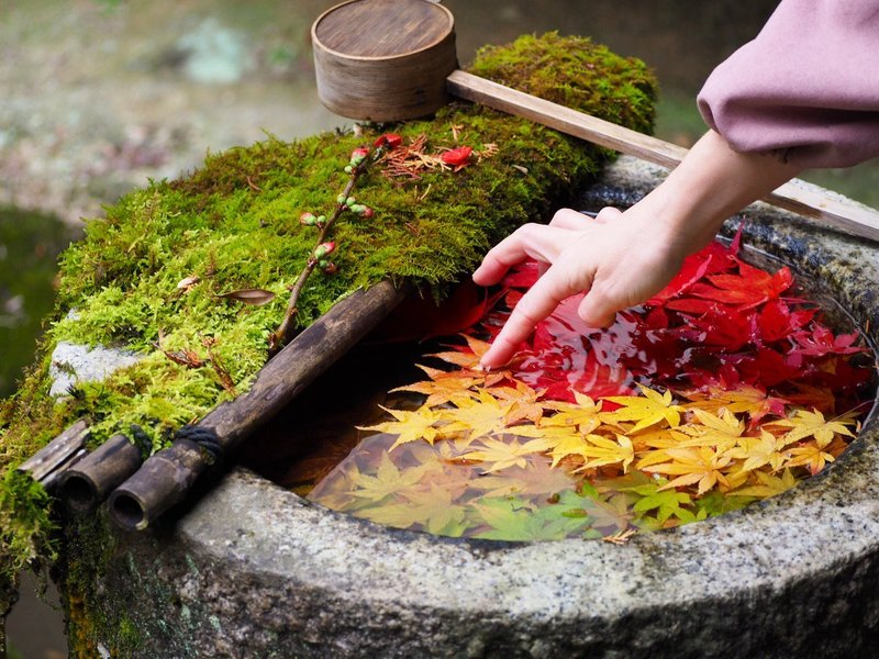 柳谷観音楊谷寺・花手水の紅葉　見頃　2018年12月5日　撮影：MKタクシー