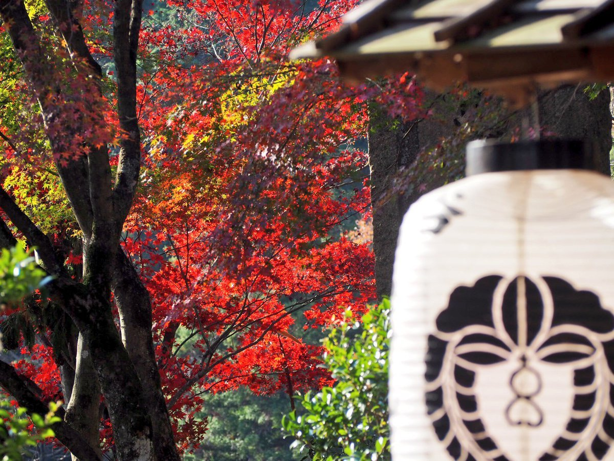 柳谷観音楊谷寺・奥之院の紅葉 見頃 2017年11月17日 撮影:MKタクシー