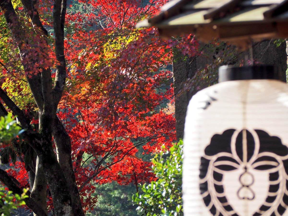 柳谷観音楊谷寺・奥之院の紅葉　見頃　2017年11月17日　撮影：MKタクシー