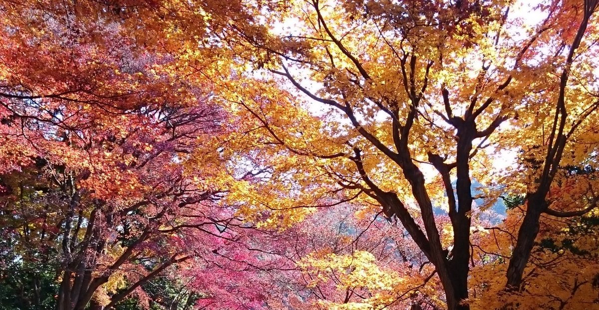 柳谷観音楊谷寺・眼力稲荷の紅葉 見頃 2009年11月21日 撮影:MKタクシー