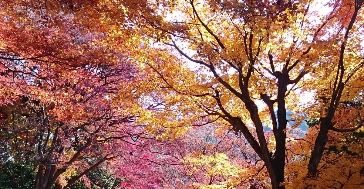 柳谷観音楊谷寺・眼力稲荷の紅葉　見頃　2009年11月21日　撮影：MKタクシー