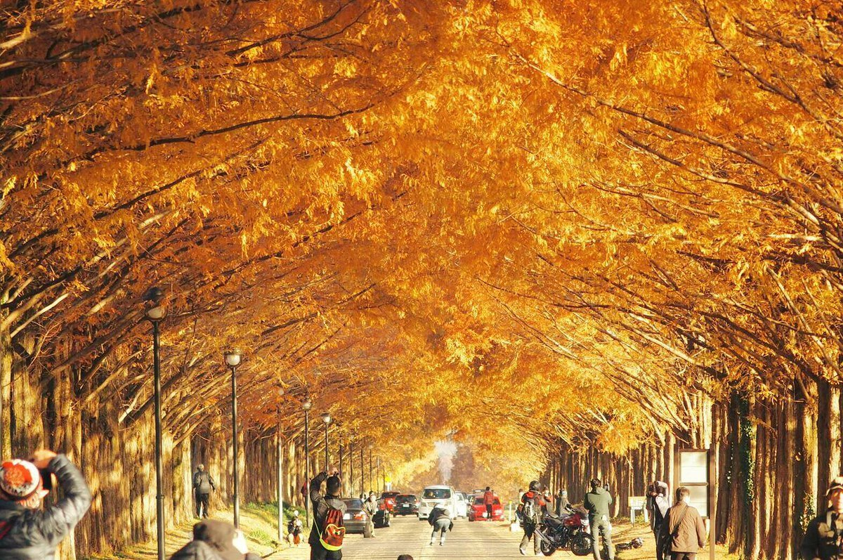 メタセコイア並木の紅葉 見頃 2016年12月3日 撮影:MKタクシー