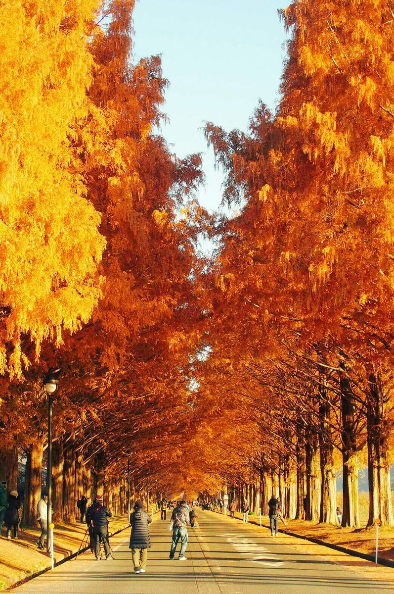 メタセコイア並木の紅葉 見頃 2016年12月3日 撮影:MKタクシー