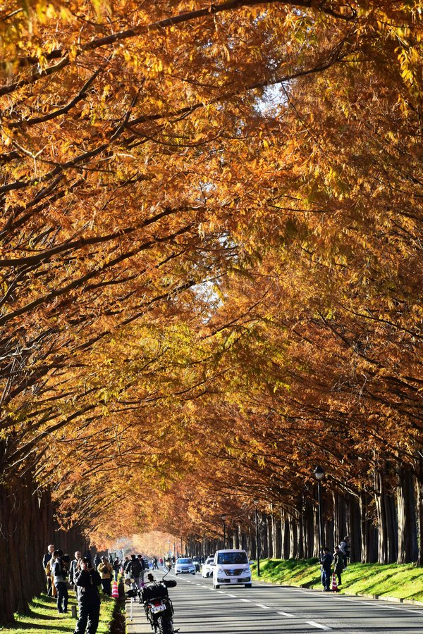 メタセコイア並木の紅葉 見頃 2018年12月2日 撮影:MKタクシー
