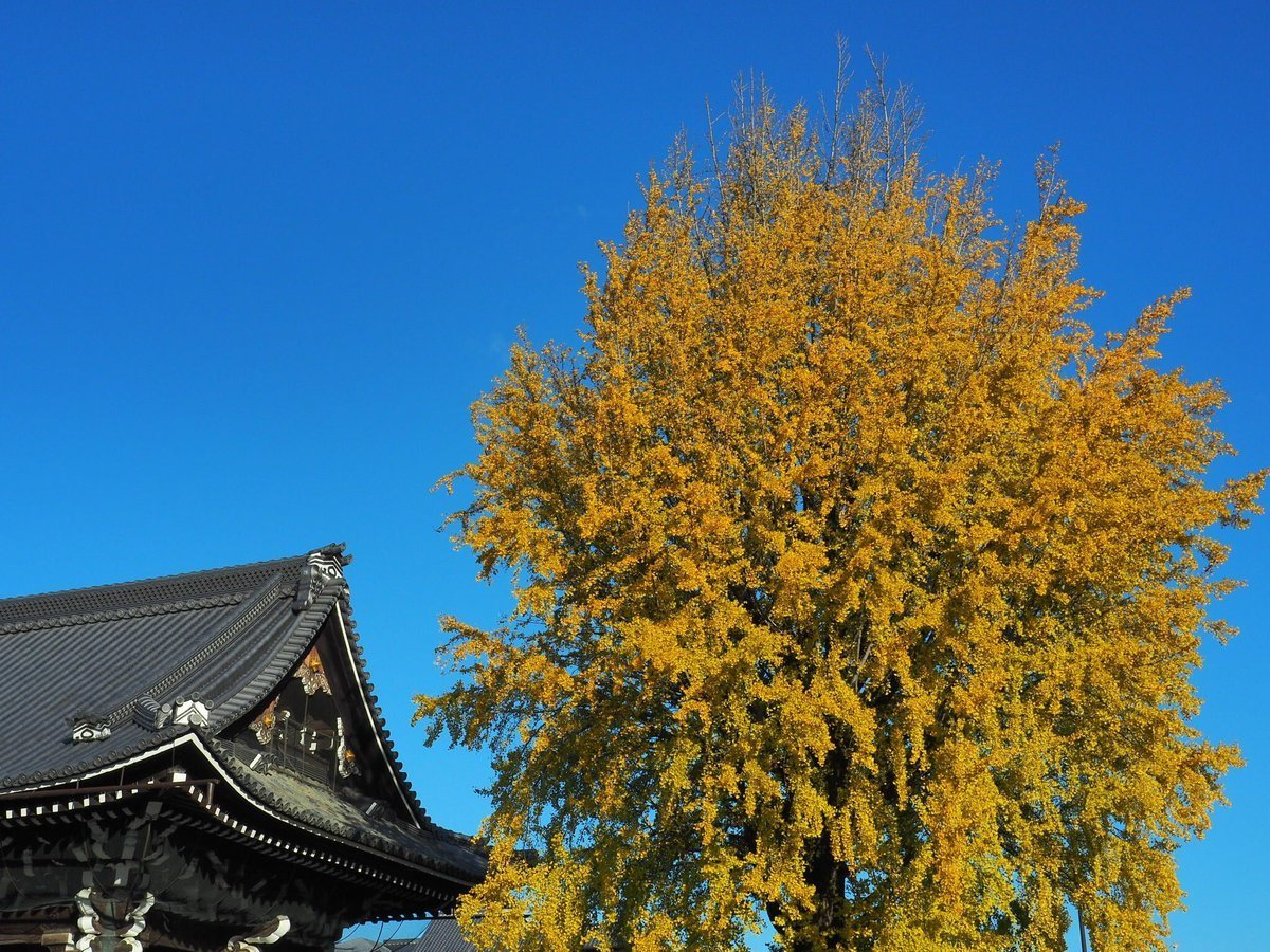 西本願寺・御影堂門裏のイチョウ 見頃 2017年11月23日 撮影:MKタクシー