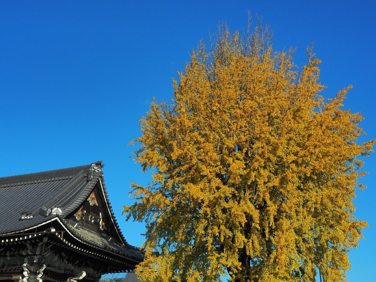 西本願寺・御影堂門裏のイチョウ　見頃　2017年11月23日　撮影：MKタクシー