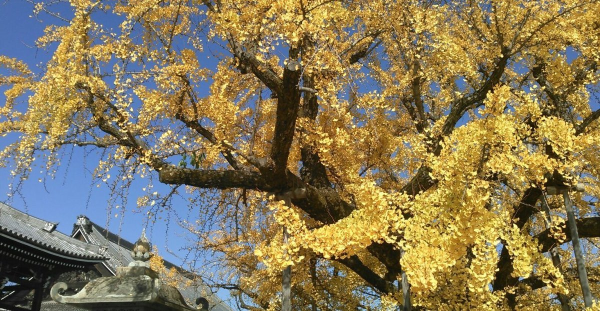 西本願寺・逆さ銀杏 散りはじめ 2016年12月3日 撮影:MKタクシー