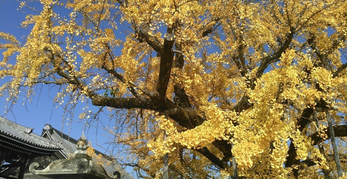 西本願寺・逆さ銀杏　散りはじめ　2016年12月3日　撮影：MKタクシー