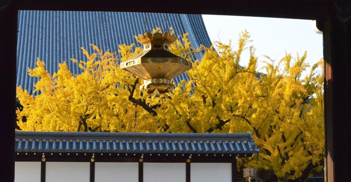 西本願寺・逆さ銀杏 見頃 2017年11月27日 撮影:MKタクシー