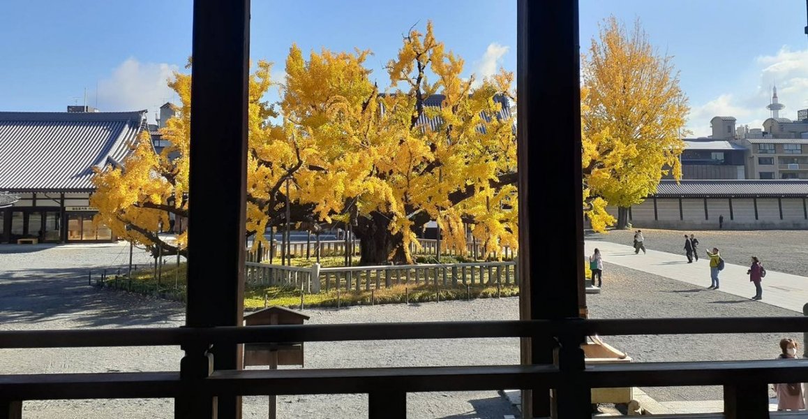西本願寺・逆さ銀杏 見頃 2019年11月29日 撮影:MKタクシー