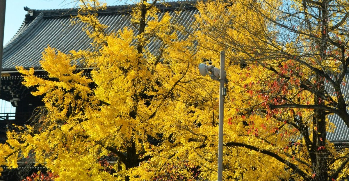 東本願寺・御影堂門前の銀杏 見頃 2017年11月21日 撮影:MKタクシー