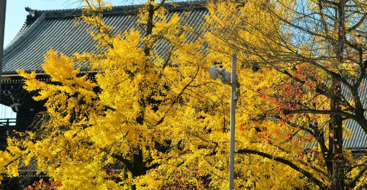 東本願寺・御影堂門前の銀杏　見頃　2017年11月21日　撮影：MKタクシー