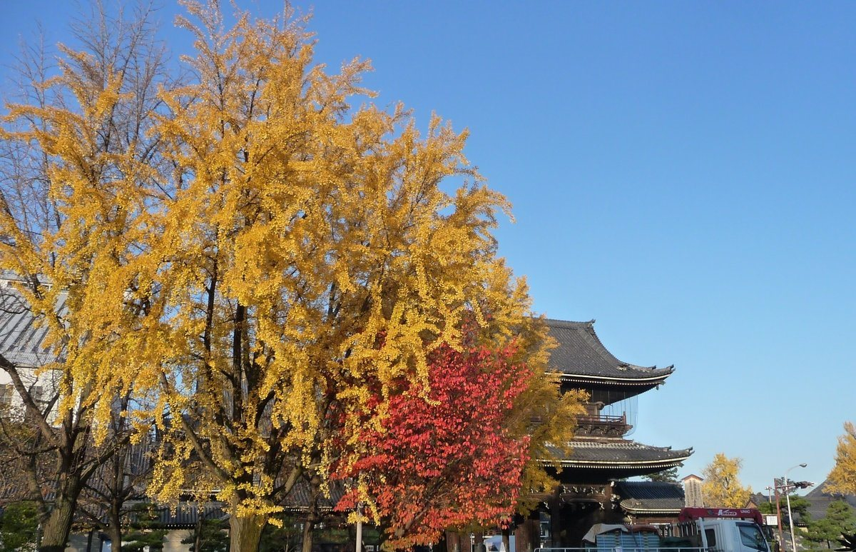 東本願寺・御影堂門前の銀杏 見頃 2009年12月1日 撮影:MKタクシー