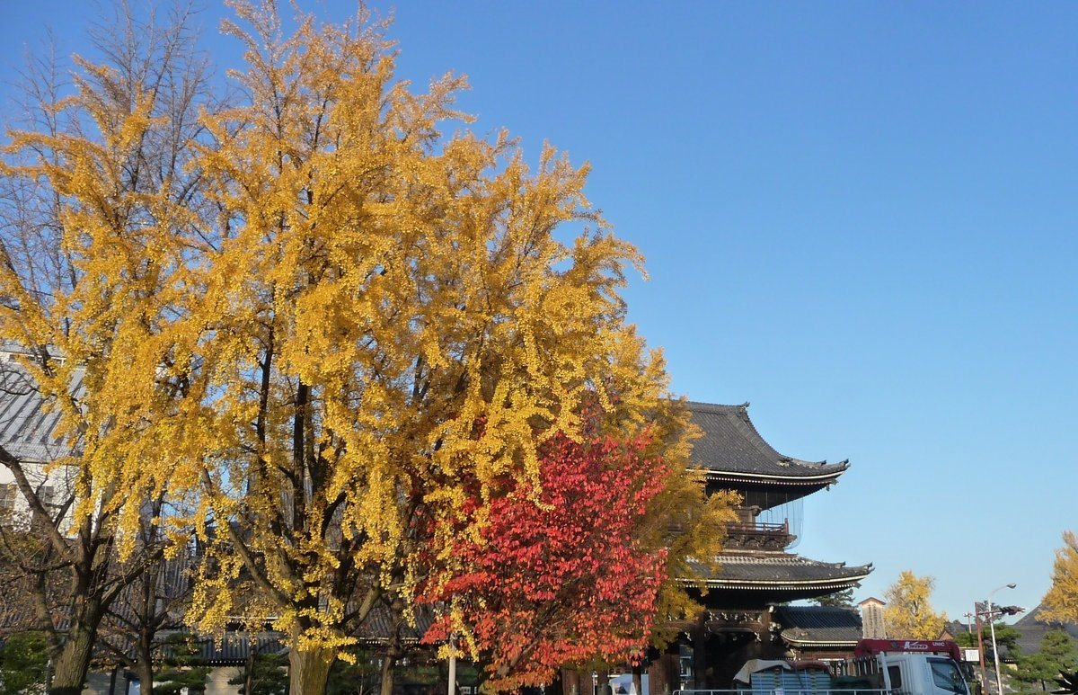 東本願寺・御影堂門前の銀杏　見頃　2009年12月1日　撮影：MKタクシー