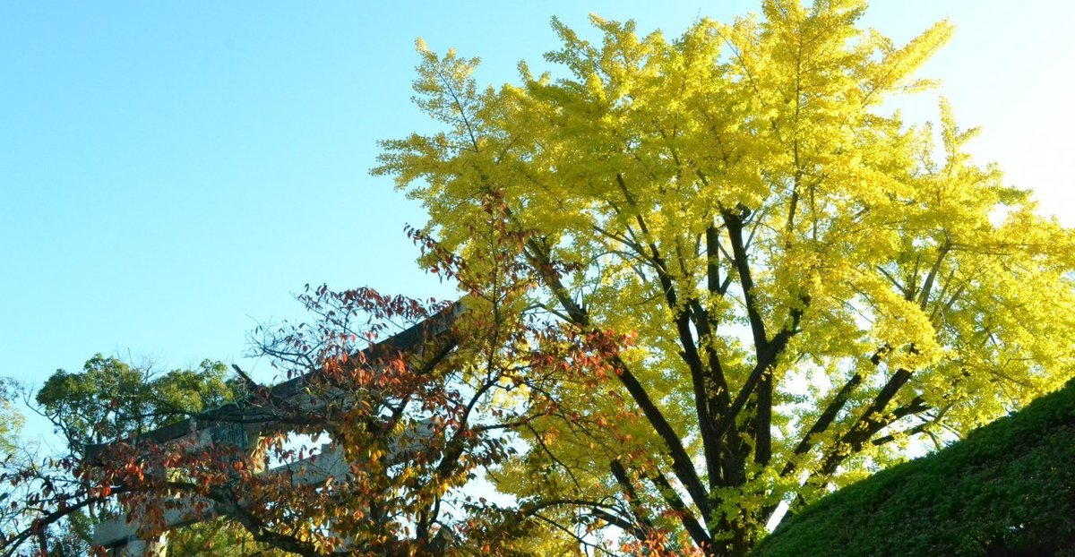 豊国神社のイチョウ 見頃近し 2017年11月13日 撮影:MKタクシー