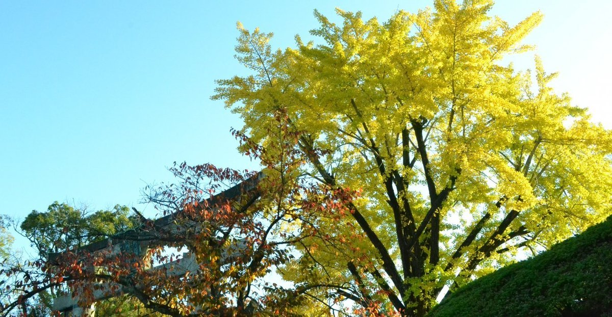 豊国神社のイチョウ　見頃近し　2017年11月13日　撮影：MKタクシー