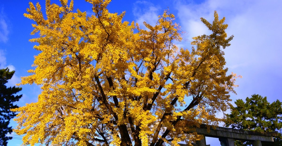 豊国神社のイチョウ 見頃 2017年11月21日 撮影:MKタクシー