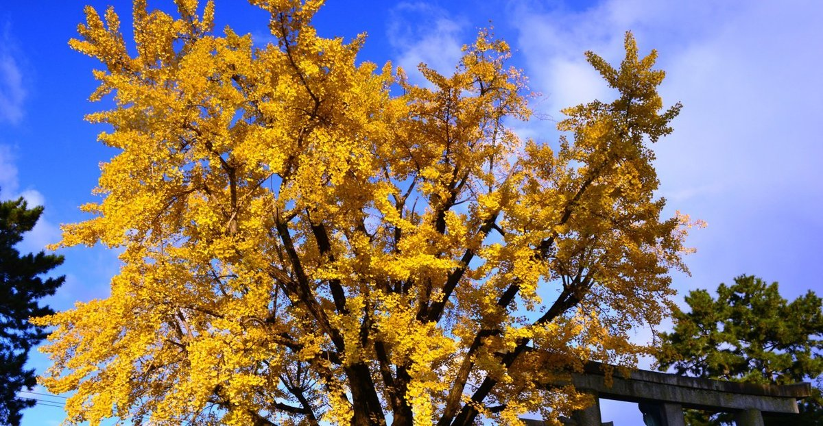 豊国神社のイチョウ　見頃　2017年11月21日　撮影：MKタクシー