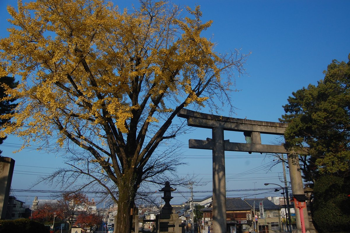豊国神社のイチョウ 散りはじめ 2019年11月29日 撮影:MKタクシー