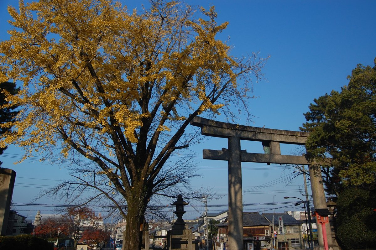 豊国神社のイチョウ　散りはじめ　2019年11月29日　撮影：MKタクシー