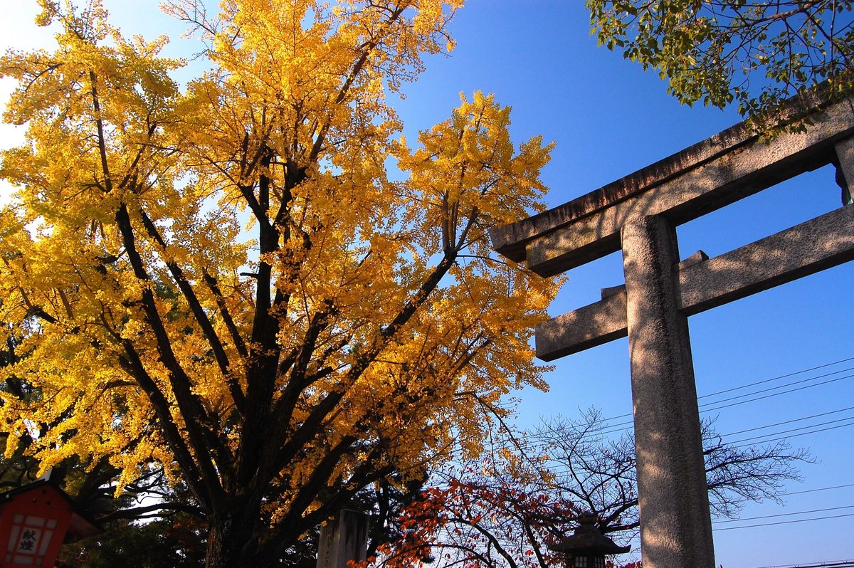 豊国神社のイチョウ　見頃　2007年11月24日　撮影：MKタクシー