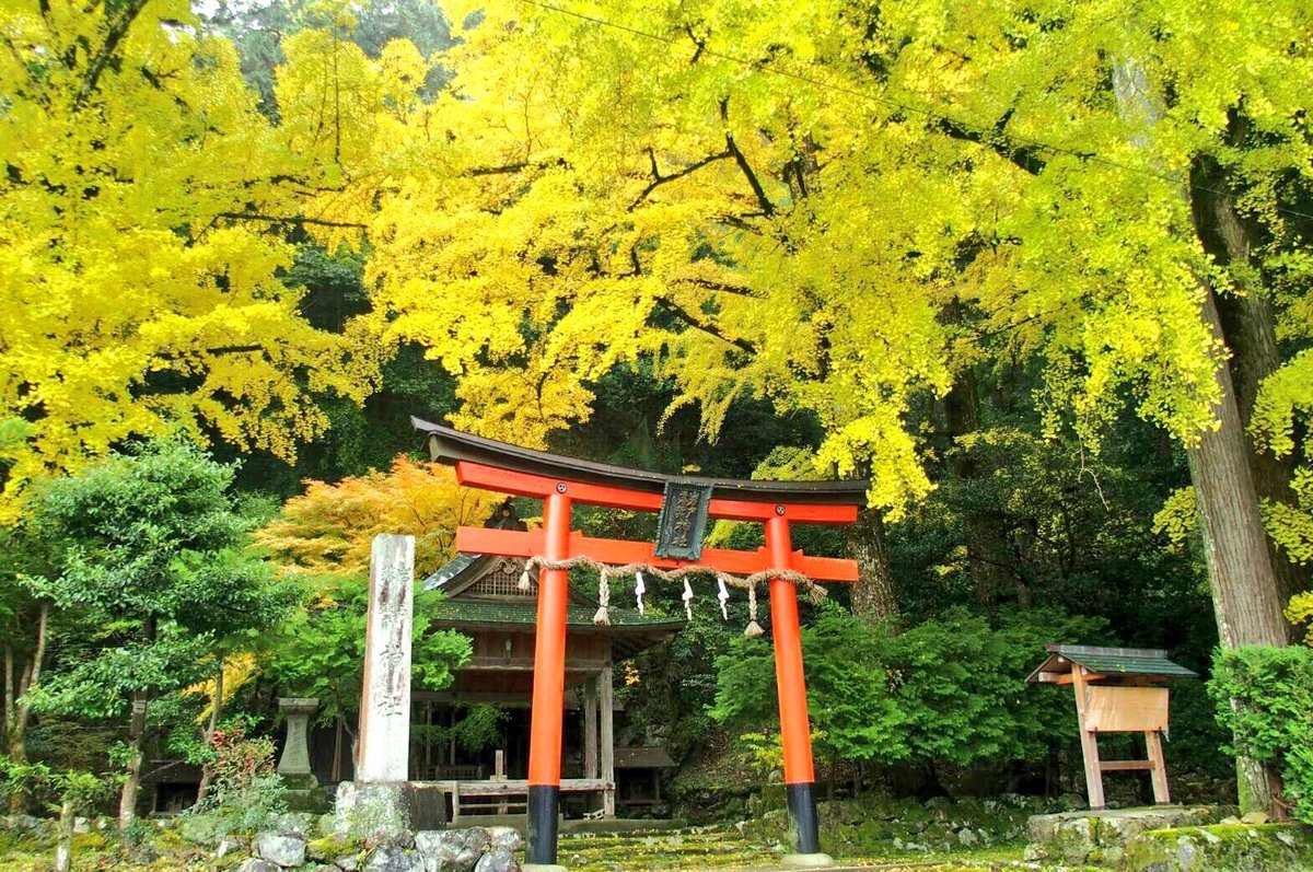 岩戸落葉神社のイチョウ 見頃 2016年11月14日 撮影:MKタクシー