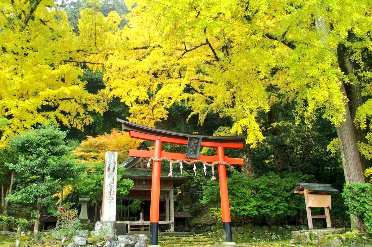 岩戸落葉神社のイチョウ　見頃　2016年11月14日　撮影：MKタクシー