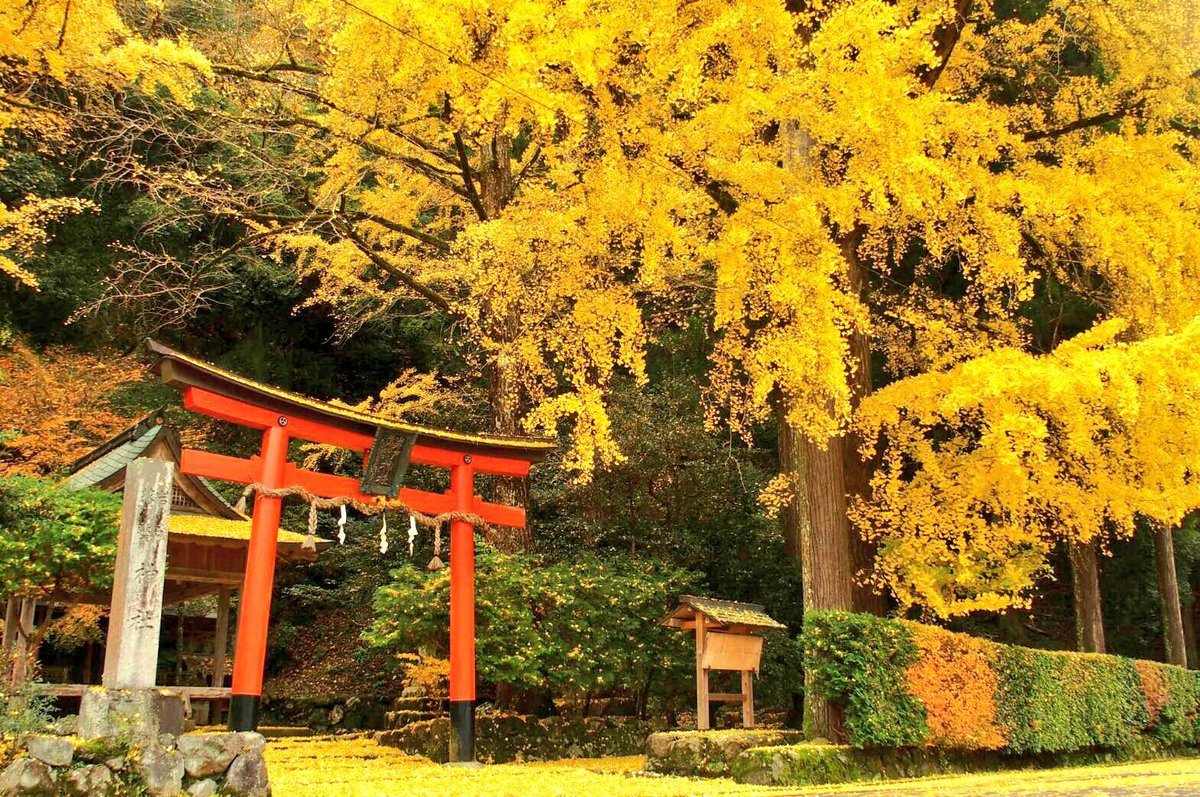 岩戸落葉神社のイチョウ 見頃 2016年11月21日 撮影:MKタクシー