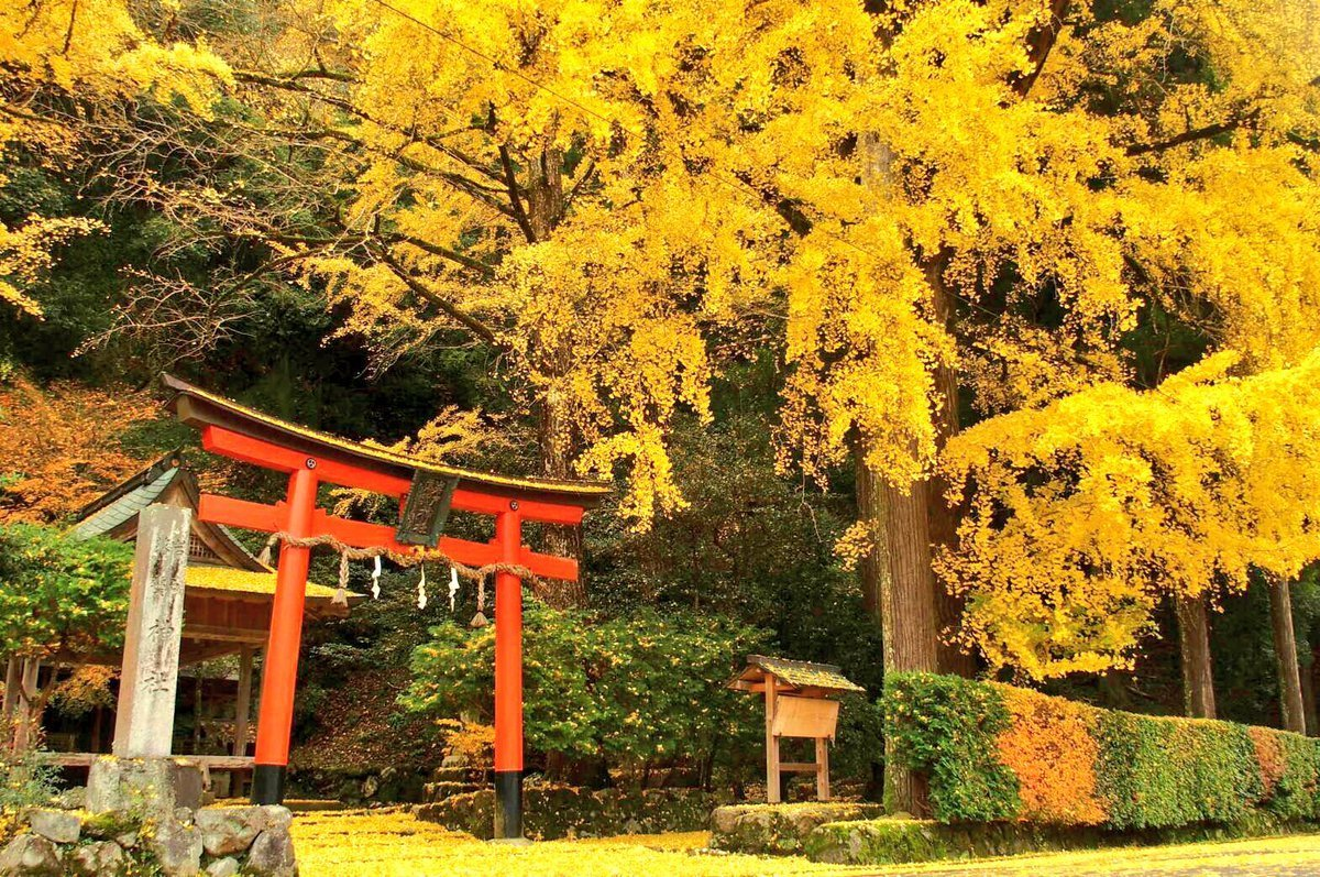 岩戸落葉神社のイチョウ　見頃　2016年11月21日　撮影：MKタクシー