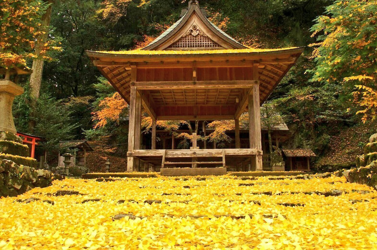 岩戸落葉神社のイチョウ 見頃 2016年11月21日 撮影:MKタクシー