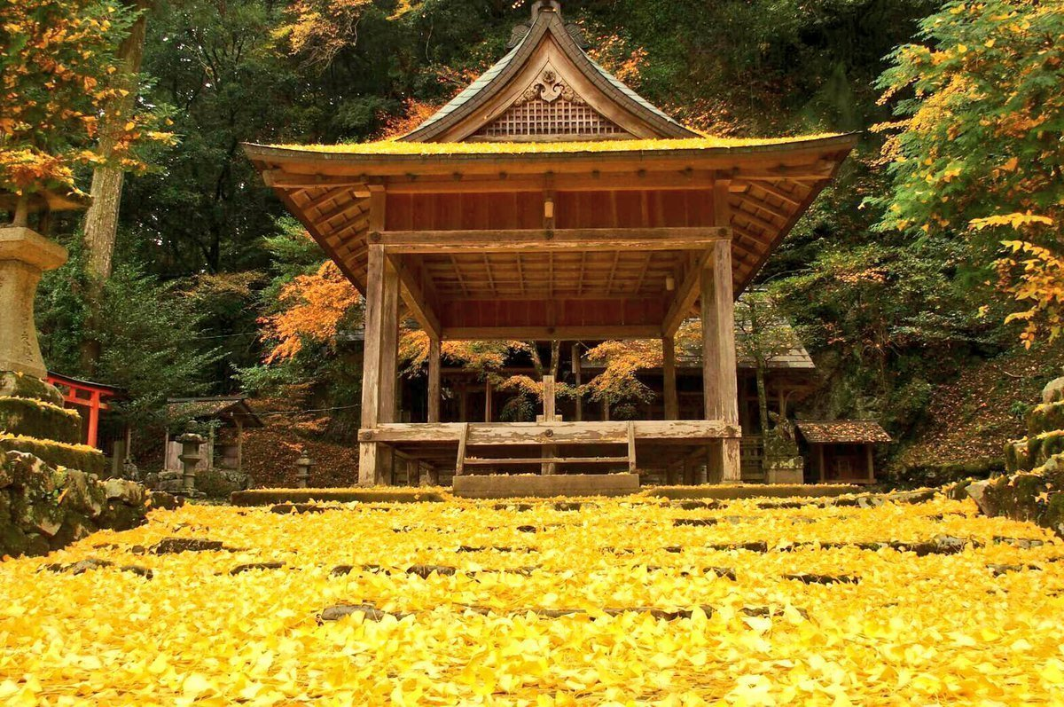 岩戸落葉神社のイチョウ　見頃　2016年11月21日　撮影：MKタクシー