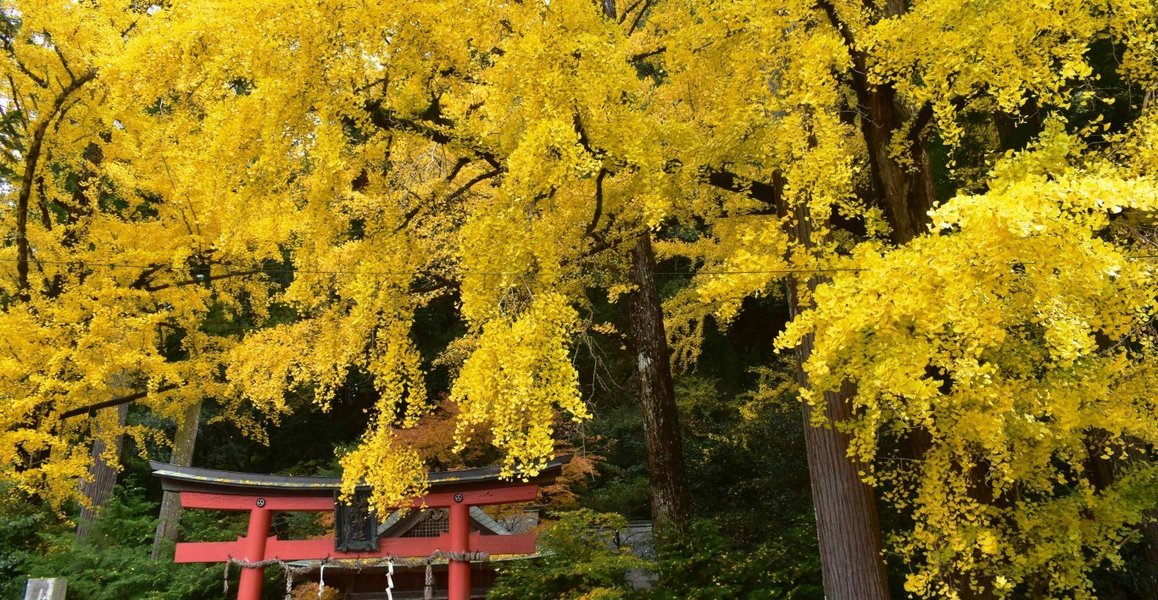 岩戸落葉神社のイチョウ　見頃　2019年11月24日　撮影：MKタクシー