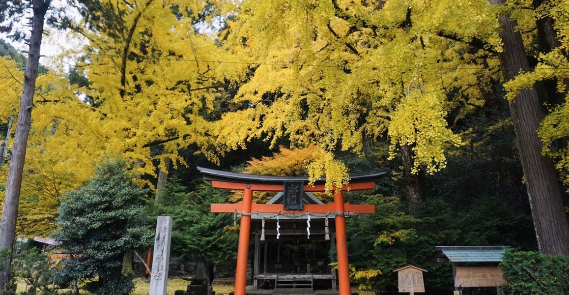 岩戸落葉神社のイチョウ　見頃　2019年11月20日　撮影：MKタクシー