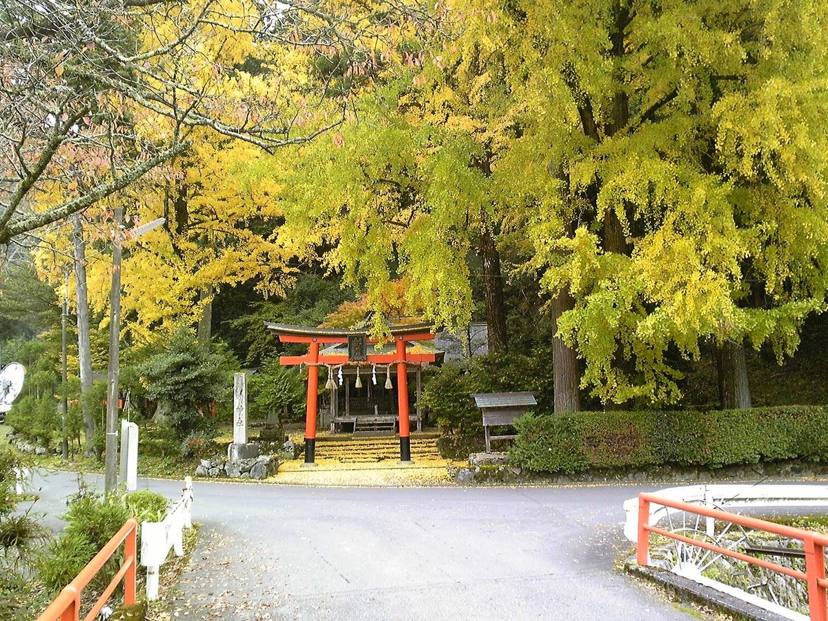 岩戸落葉神社のイチョウ　見頃近し　2009年11月10日　撮影：MKタクシー