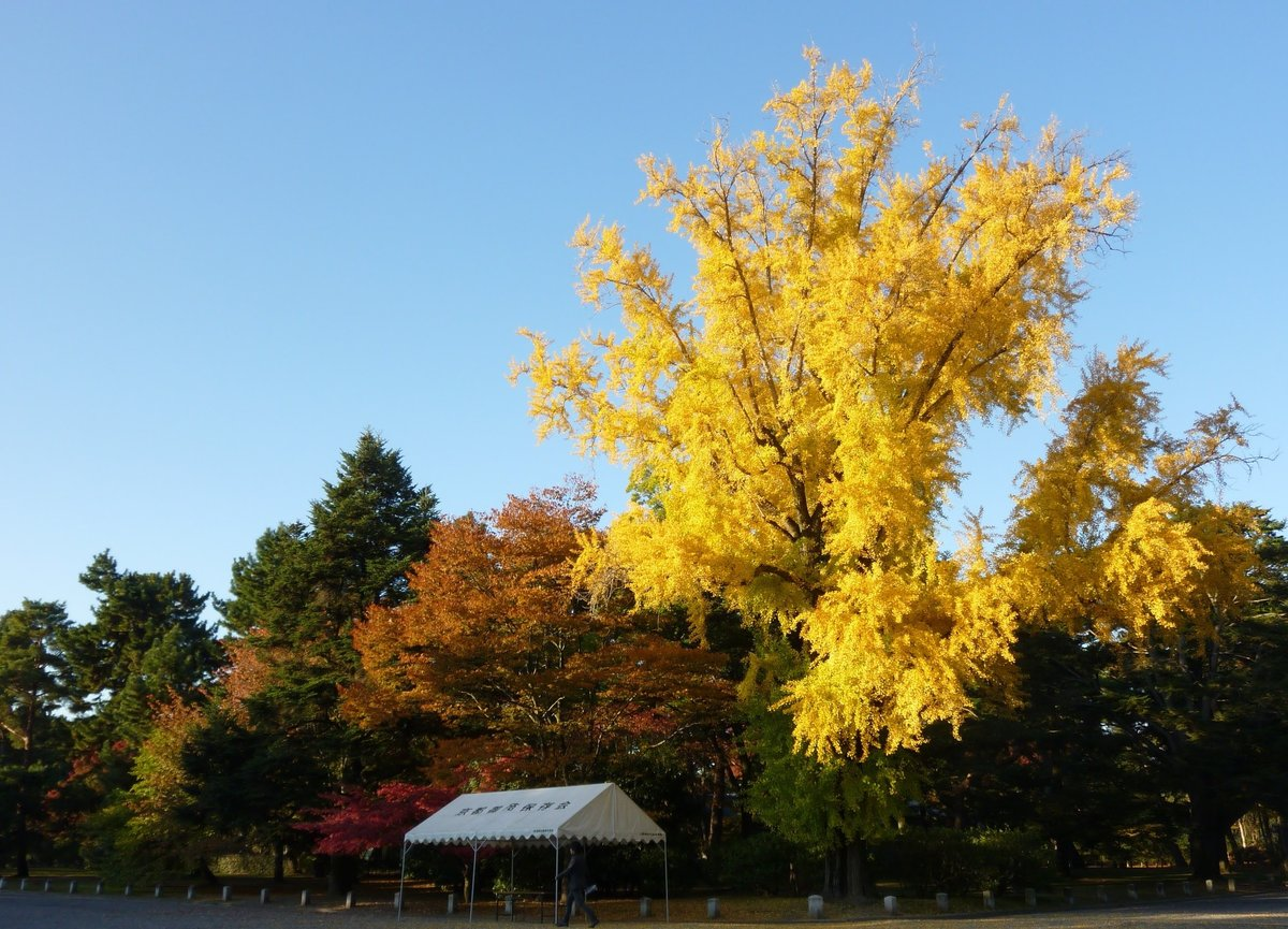 京都御苑・皇后門前のイチョウ 見頃 2010年11月16日 撮影:MKタクシー