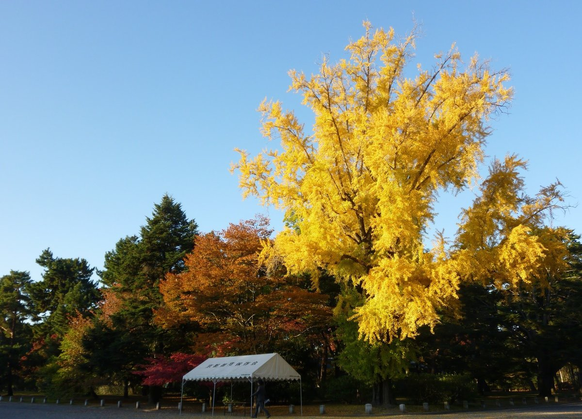 京都御苑・皇后門前のイチョウ　見頃　2010年11月16日　撮影：MKタクシー