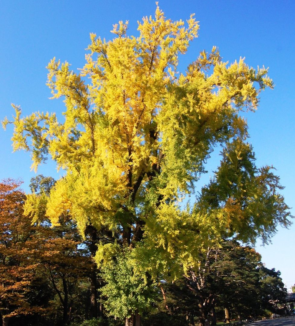 京都御苑・皇后門前のイチョウ 見頃近し 2007年11月8日 撮影:MKタクシー