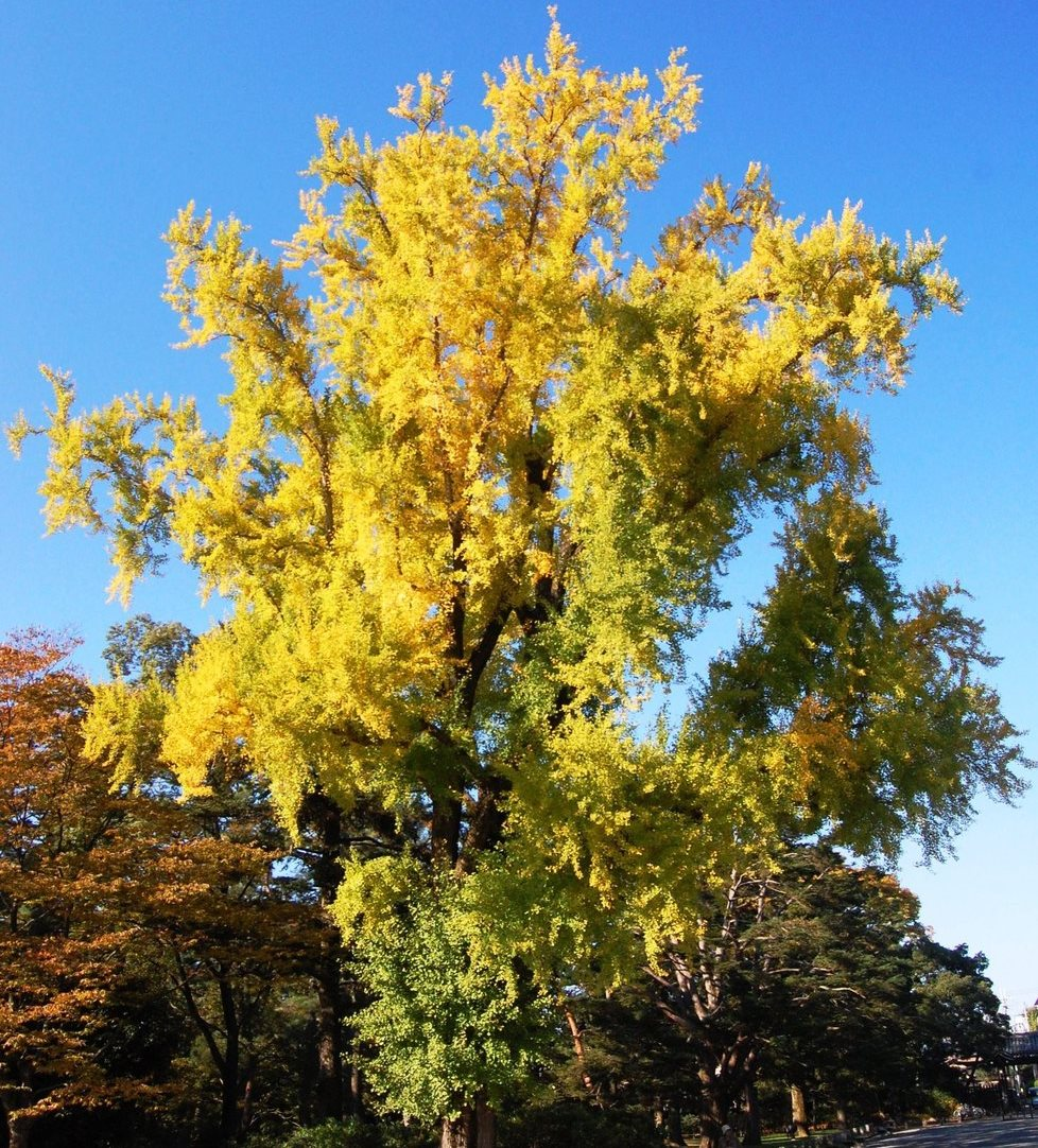 京都御苑・皇后門前のイチョウ　見頃近し　2007年11月8日　撮影：MKタクシー