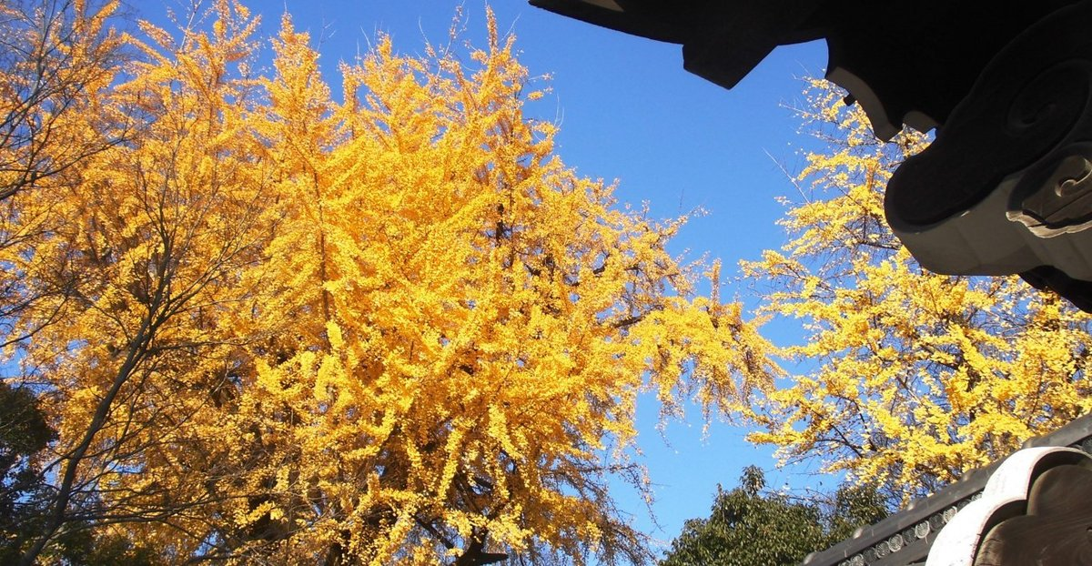 京都御苑・堺町御門脇のイチョウ 見頃 2016年12月4日 撮影:MKタクシー