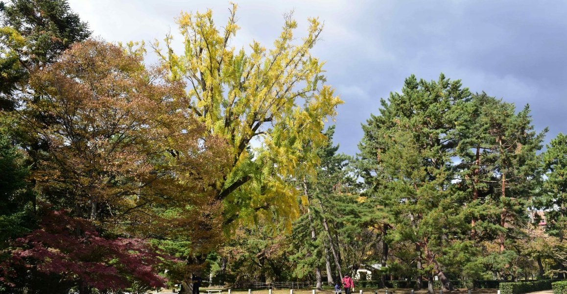 京都御苑・堺町御門脇のイチョウ　見頃近し　2018年11月14日　撮影：MKタクシー