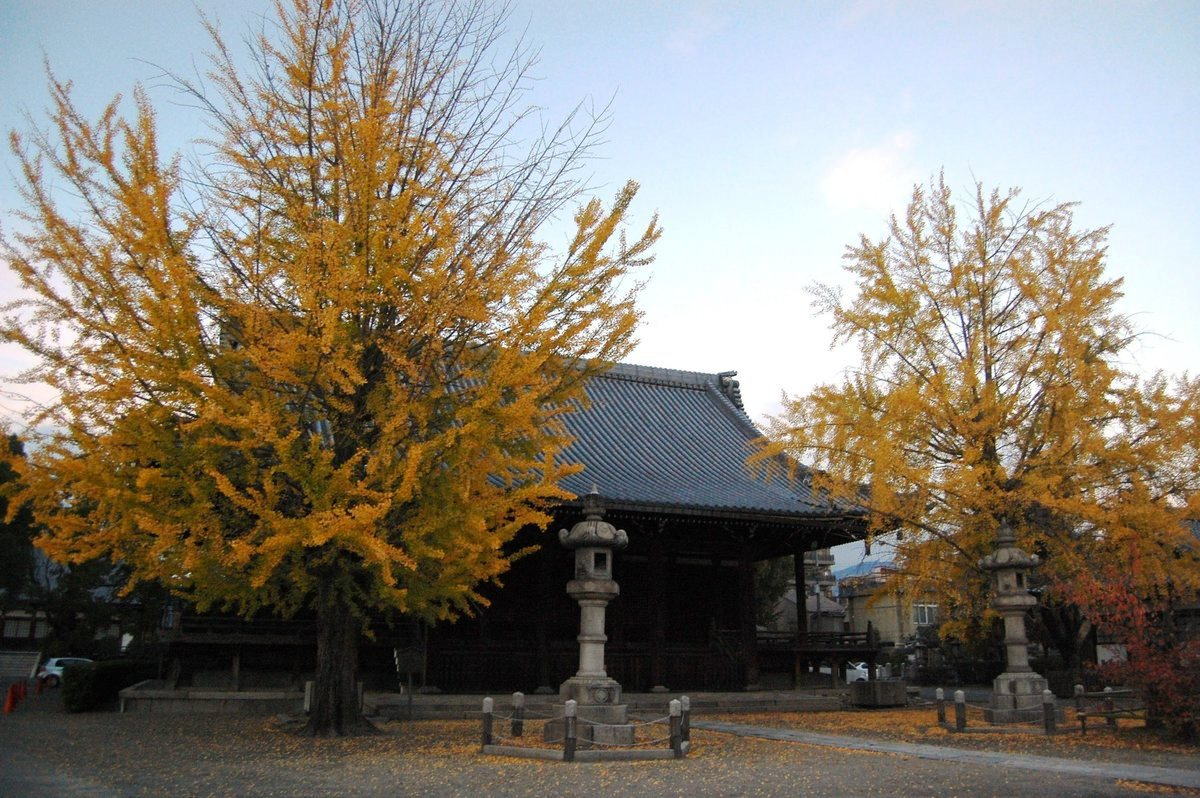 頂妙寺のイチョウ 見頃 2007年11月18日 撮影:MKタクシー