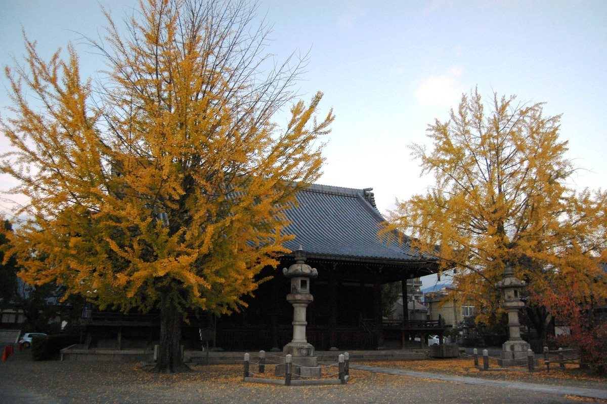 頂妙寺のイチョウ　見頃　2007年11月18日　撮影：MKタクシー