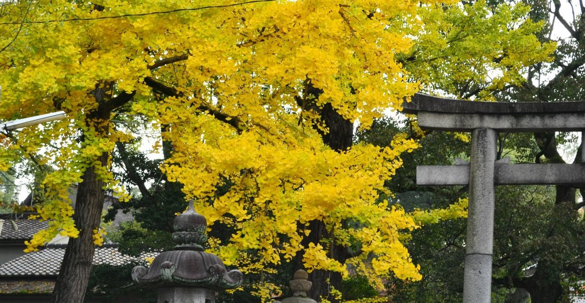 藤森神社のイチョウ 見頃近し 2017年11月9日 撮影:MKタクシー