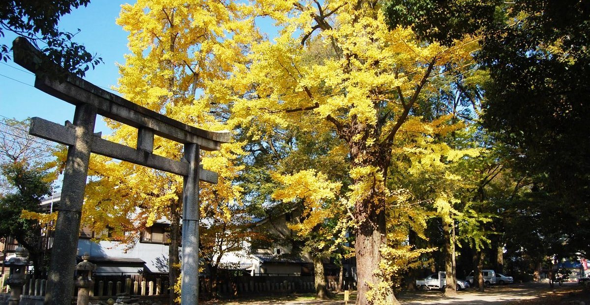 藤森神社のイチョウ 見頃 2007年11月24日 撮影:MKタクシー