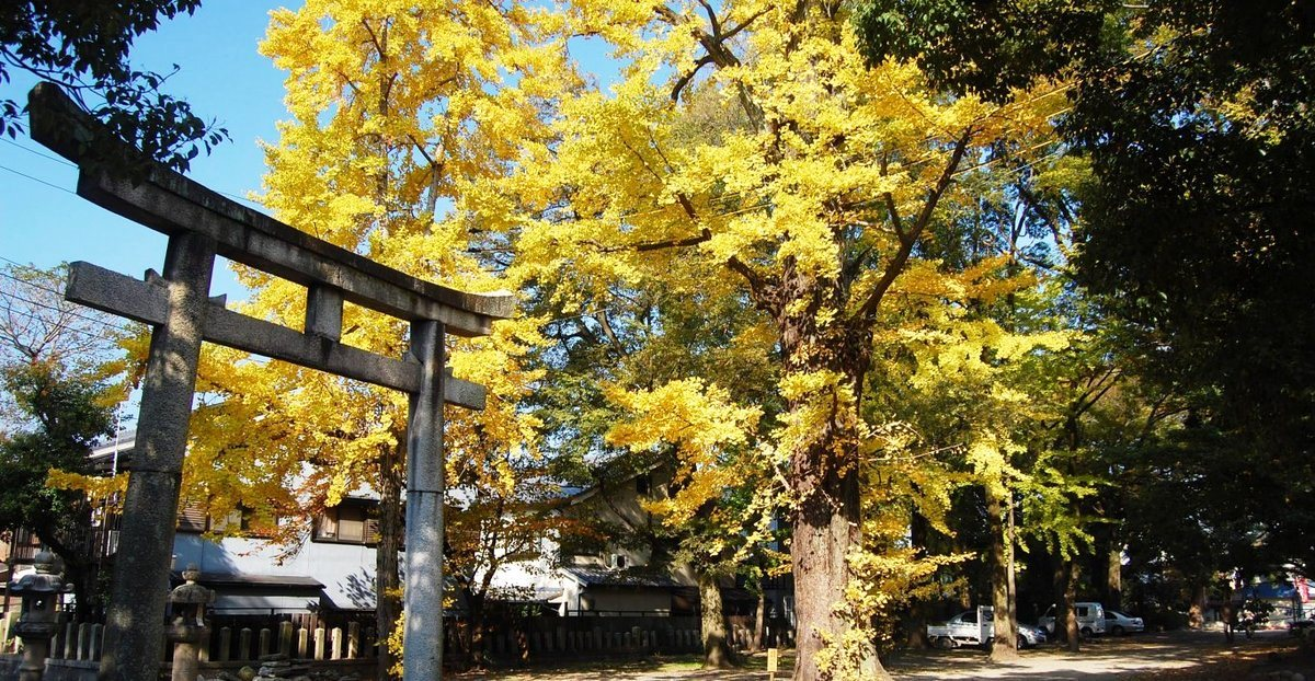 藤森神社のイチョウ　見頃　2007年11月24日　撮影：MKタクシー