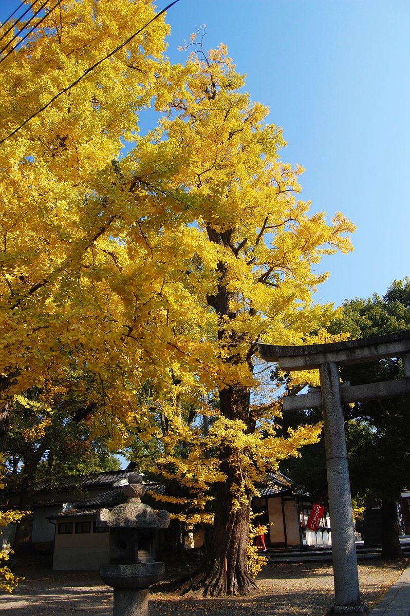 藤森神社のイチョウ　見頃　2007年11月24日　撮影：MKタクシー