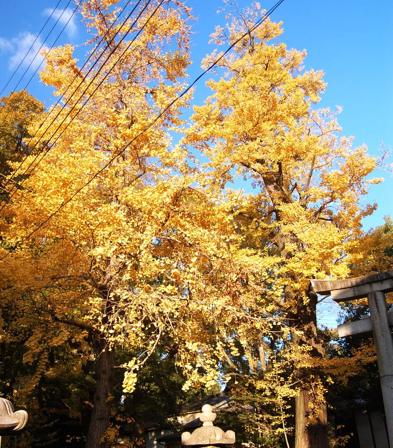 藤森神社のイチョウ 見頃 2008年11月26日 撮影:MKタクシー
