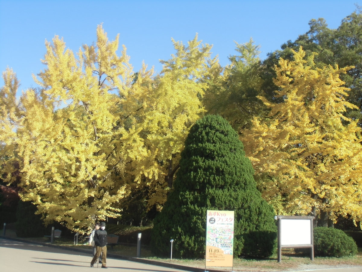 京都府立植物園・正門前のイチョウ 見頃 2013年11月23日 撮影:MKタクシー