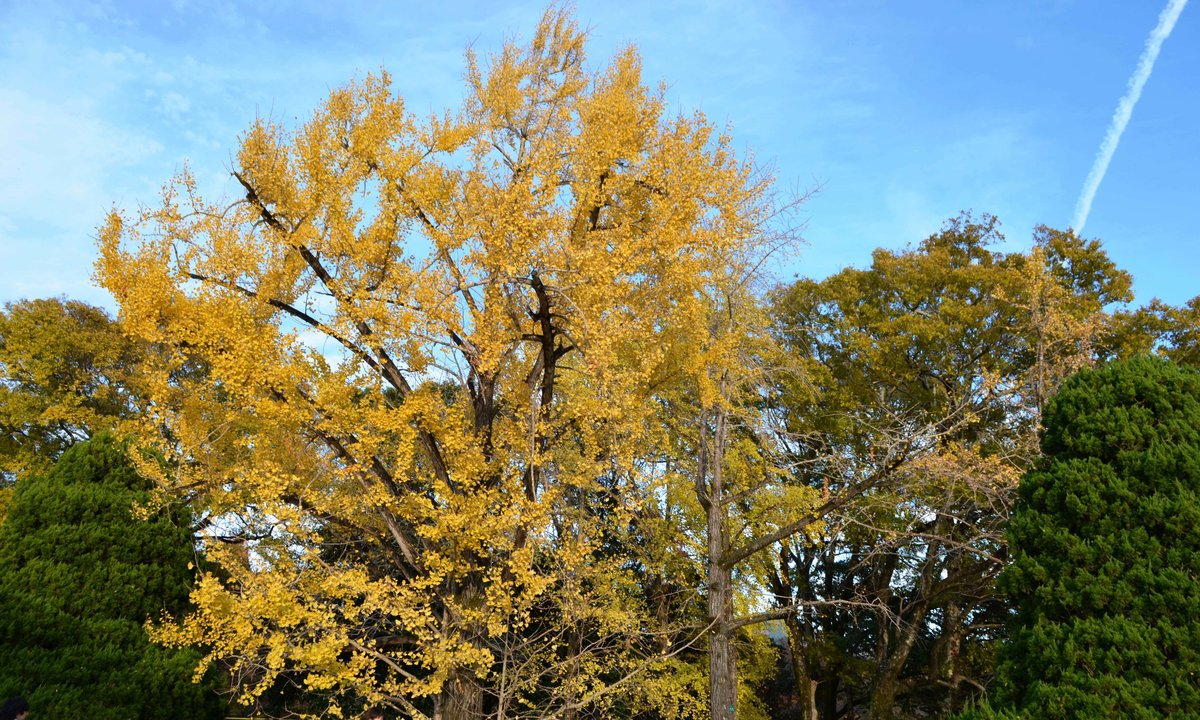 京都府立植物園・温室前のイチョウ 見頃過ぎ 2017年11月25日 撮影:MKタクシー