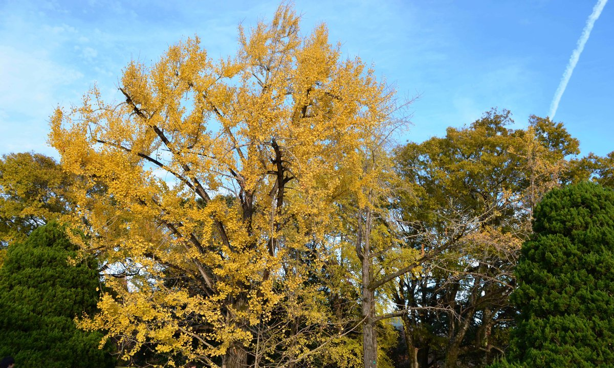 京都府立植物園・温室前のイチョウ　見頃過ぎ　2017年11月25日　撮影：MKタクシー